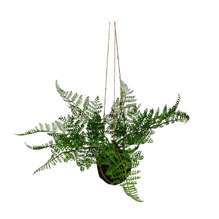 Hung Fern Ball