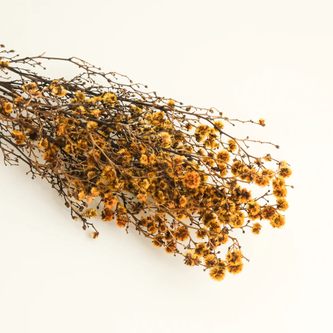 Dried Star Flower
