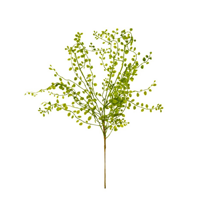 Maidenhair Branch