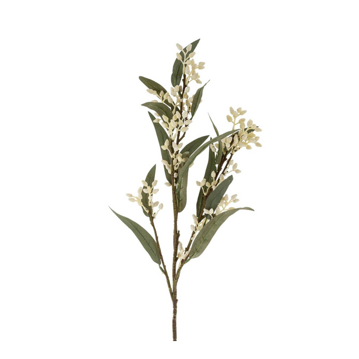 Flowering Eucalyptus Branch