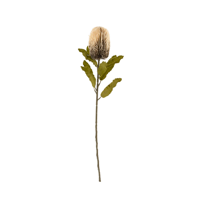 Banksia Floral Stem - Cream