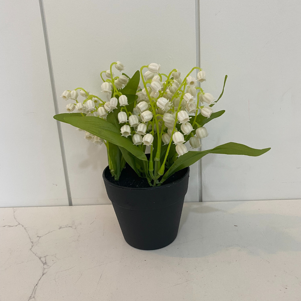 plant lily of the valley in pots Lily Of The Valley (In Pot) – Lane & Co