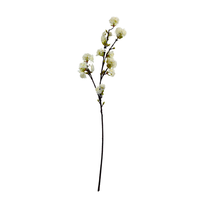 White Cherry Blossom Branch