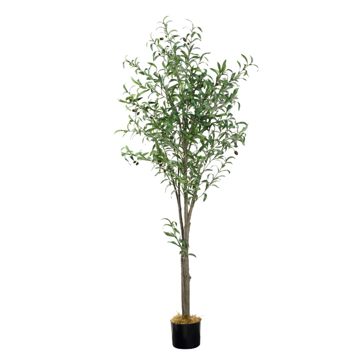 69" Olive Tree