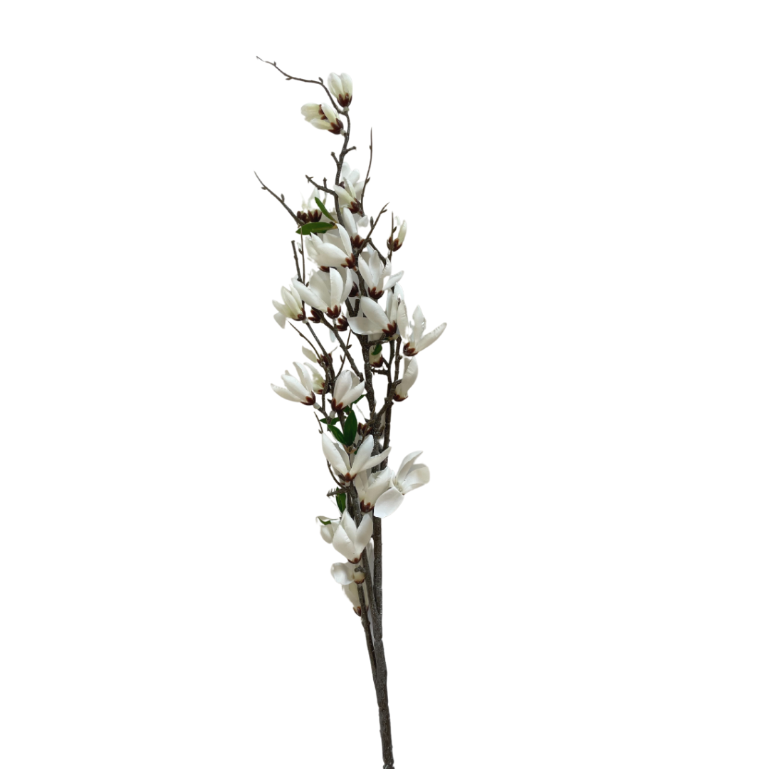 White Magnolia Branch