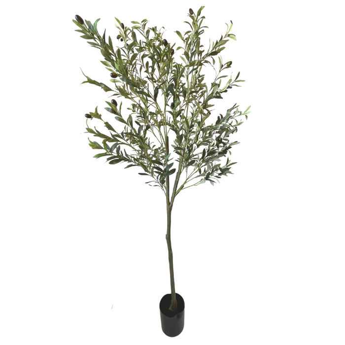 71" Olive tree
