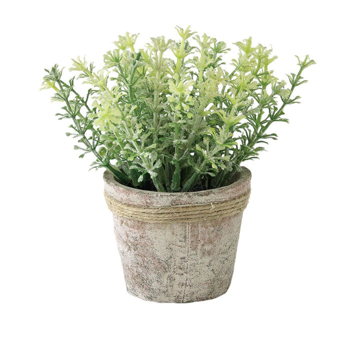 Celery Plant