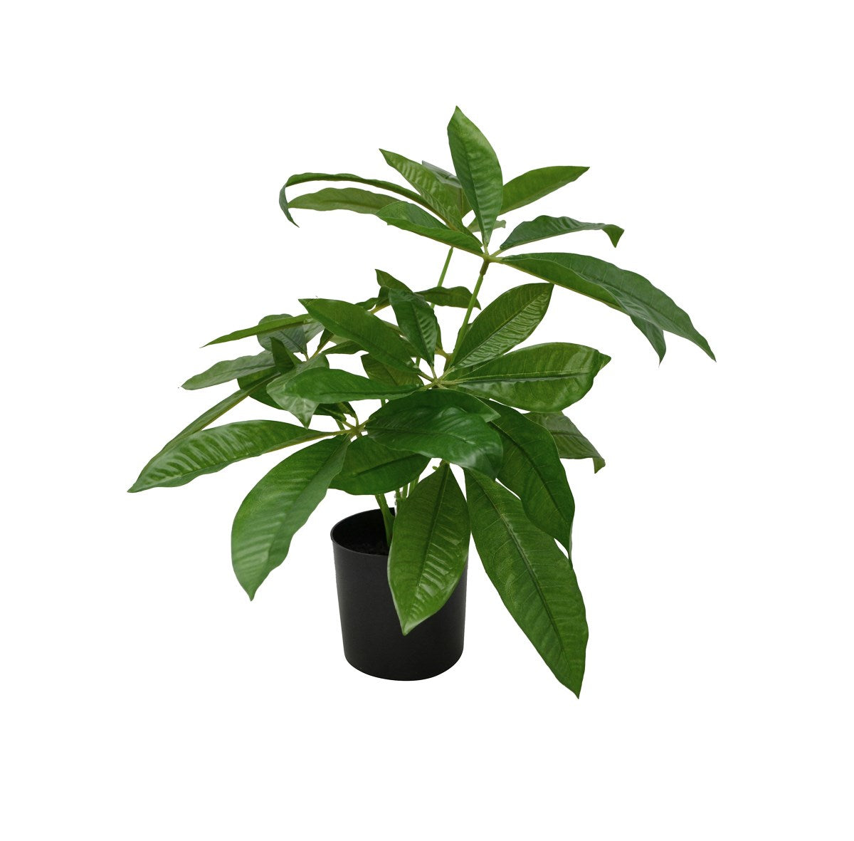 Pachira Potted Plant