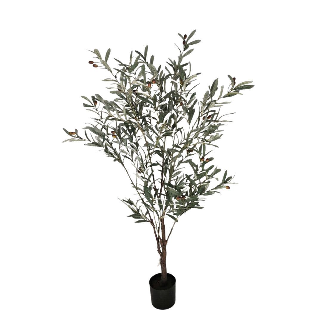 4' Olive Tree