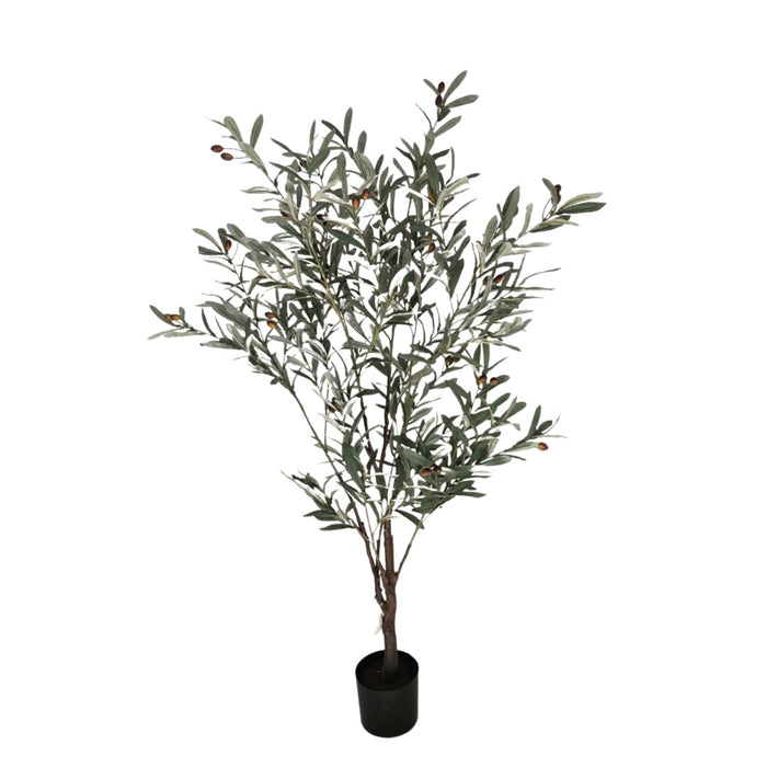 4' Olive Tree