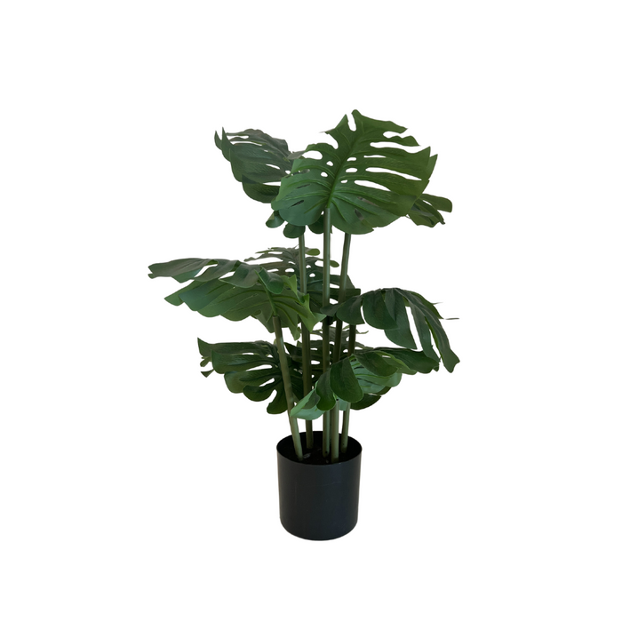 Monasteria Plant- SALE
