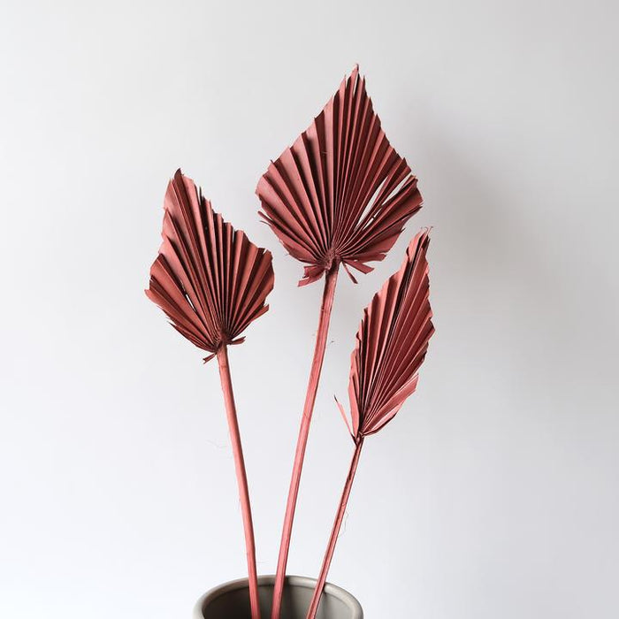 SALE: Dried Palm Spears