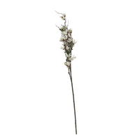 White Magnolia Branch