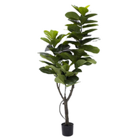 6' Fiddle Plant