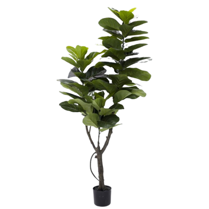 6' Fiddle Plant