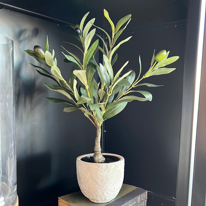 Potted Olive Tree Small