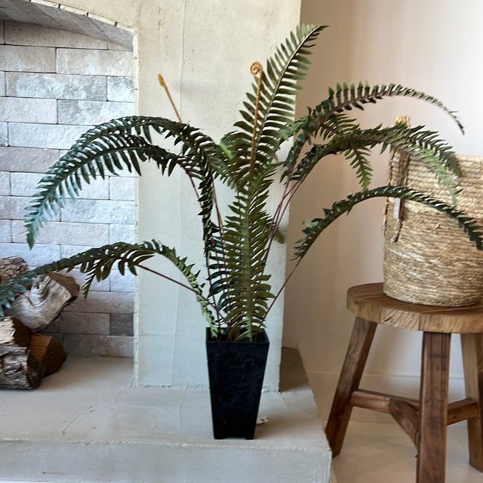 Potted Fern
