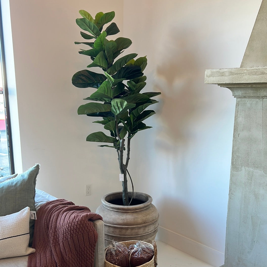 6' Fiddle Plant