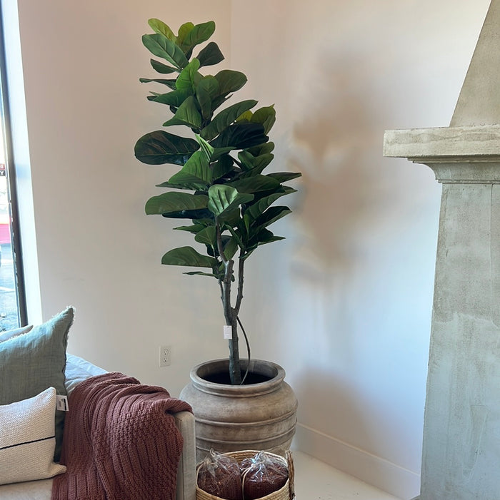 6' Fiddle Plant