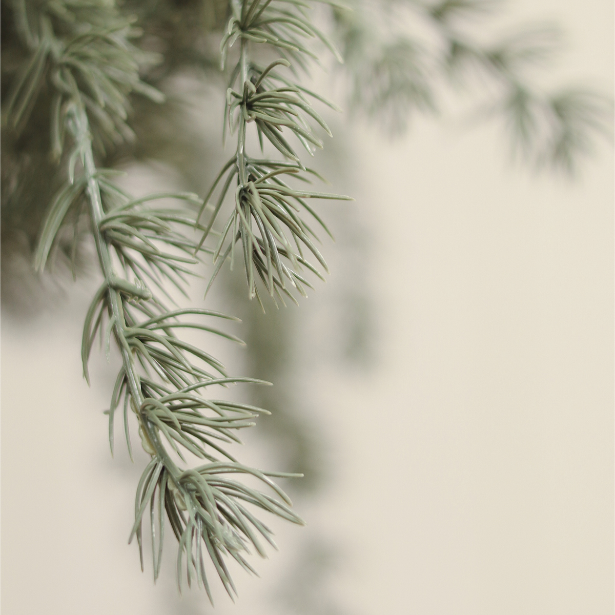 Evergreen Larch Sprig