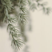 Evergreen Larch Sprig