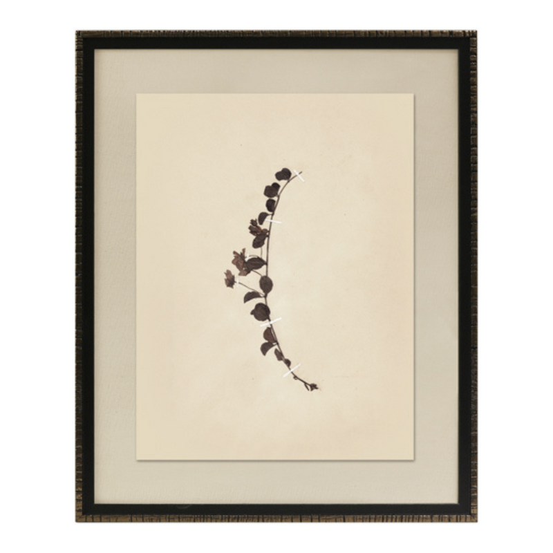 Pressed Botanical IV Framed Art