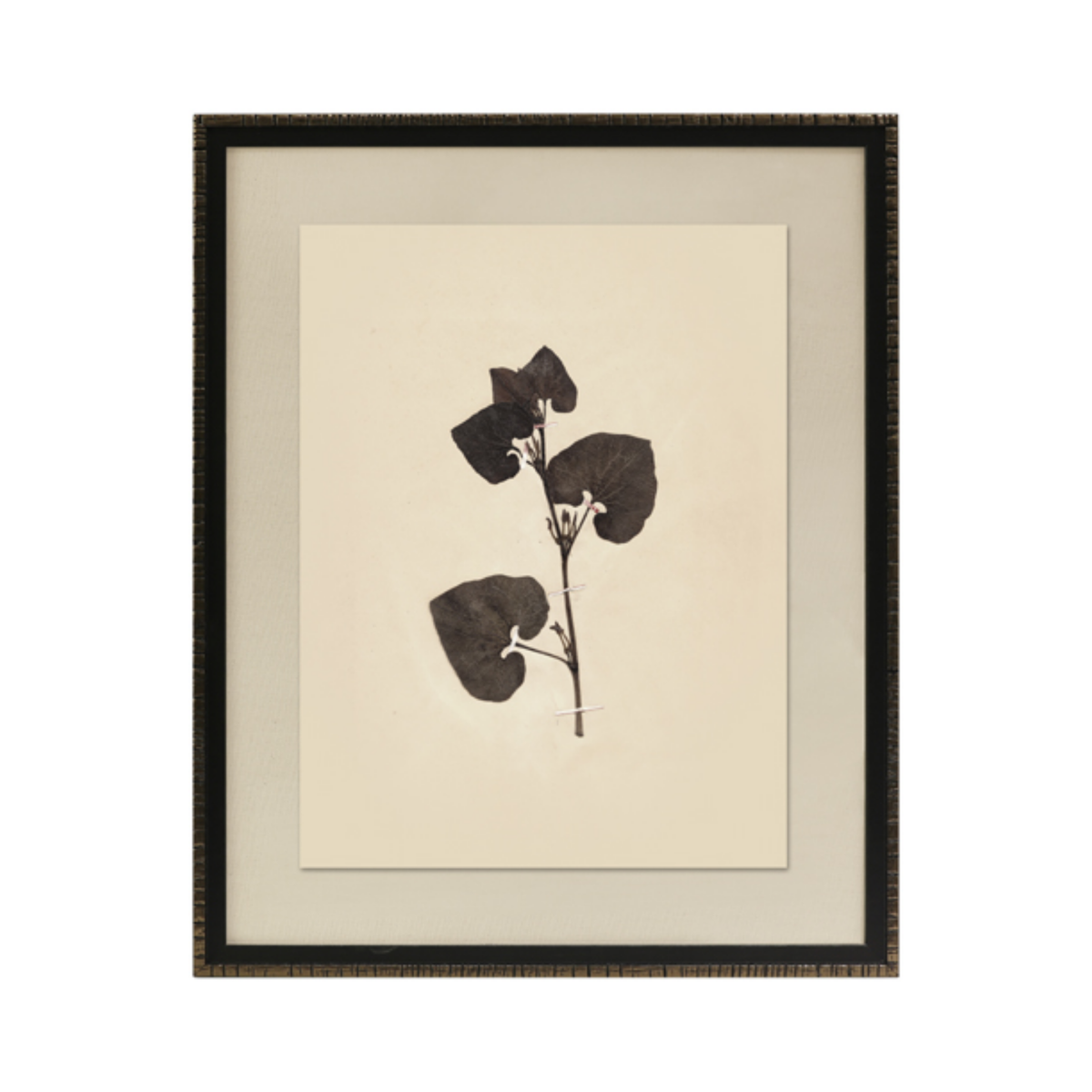 Pressed Botanical III Framed Art [17.25" x 21.25"]
