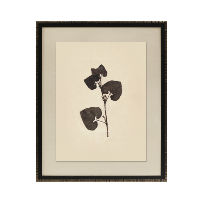 Pressed Botanical III Framed Art [17.25" x 21.25"]