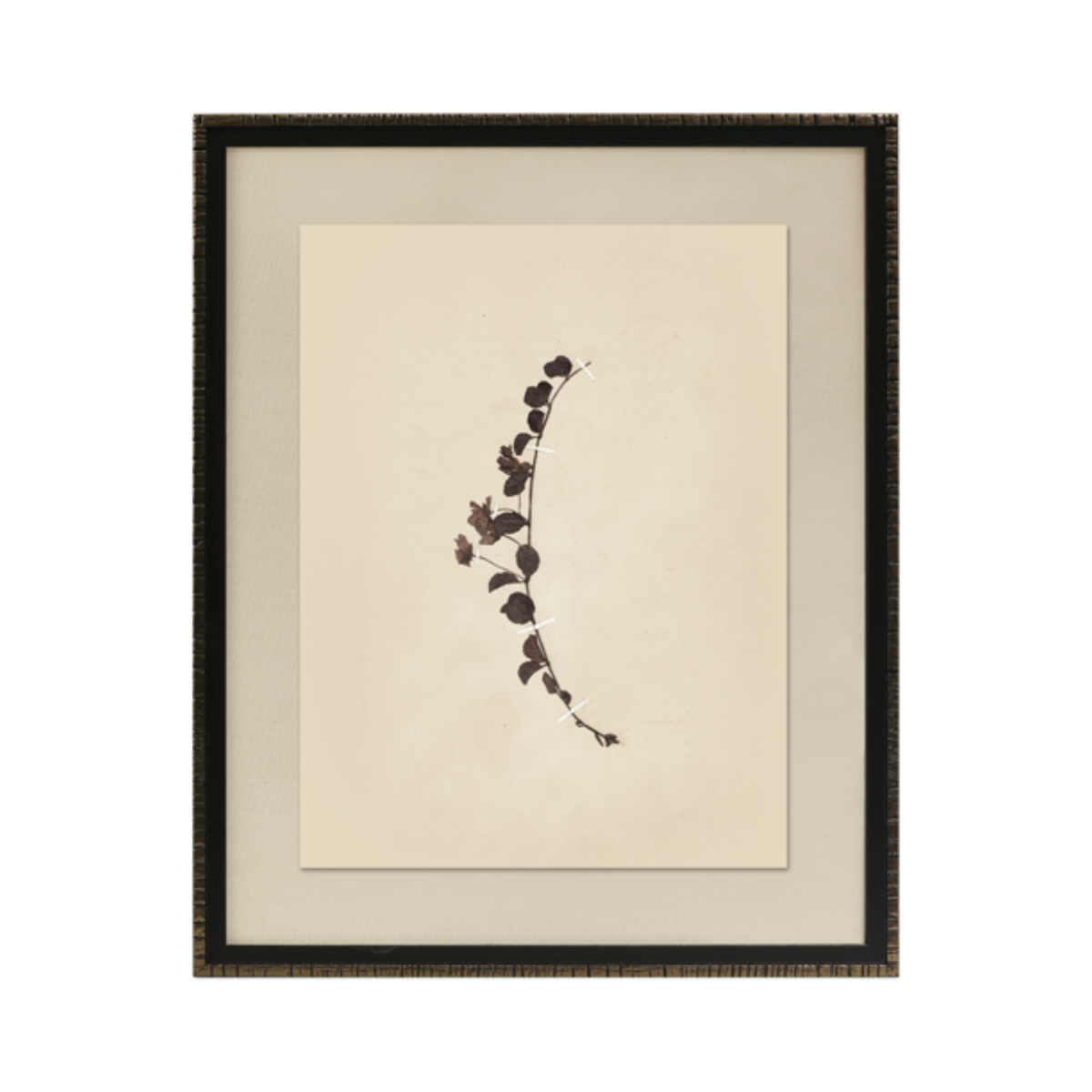 Pressed Botanical IV Framed Art [17.25" x 21.25"]