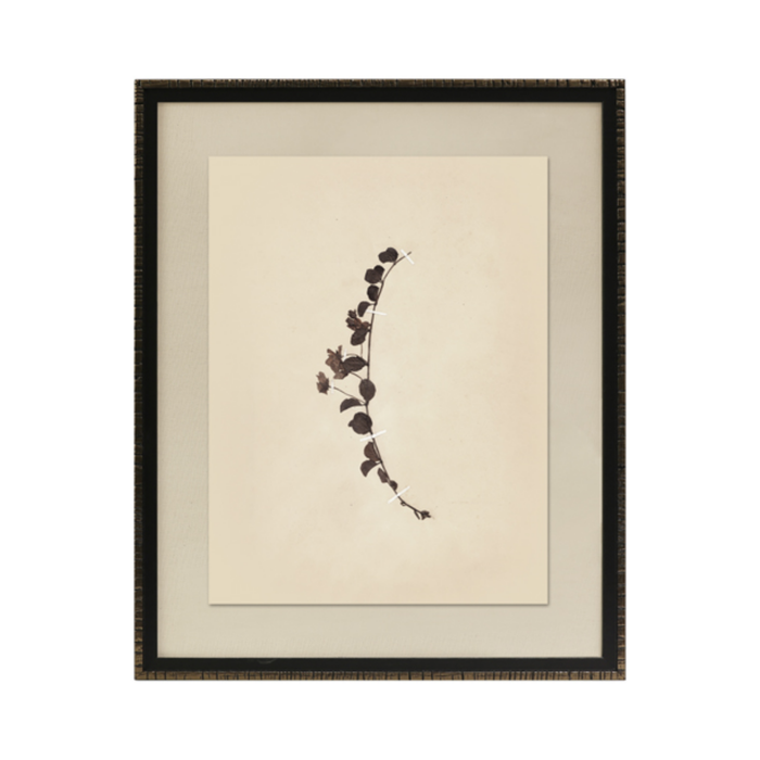 Pressed Botanical IV Framed Art [17.25" x 21.25"]