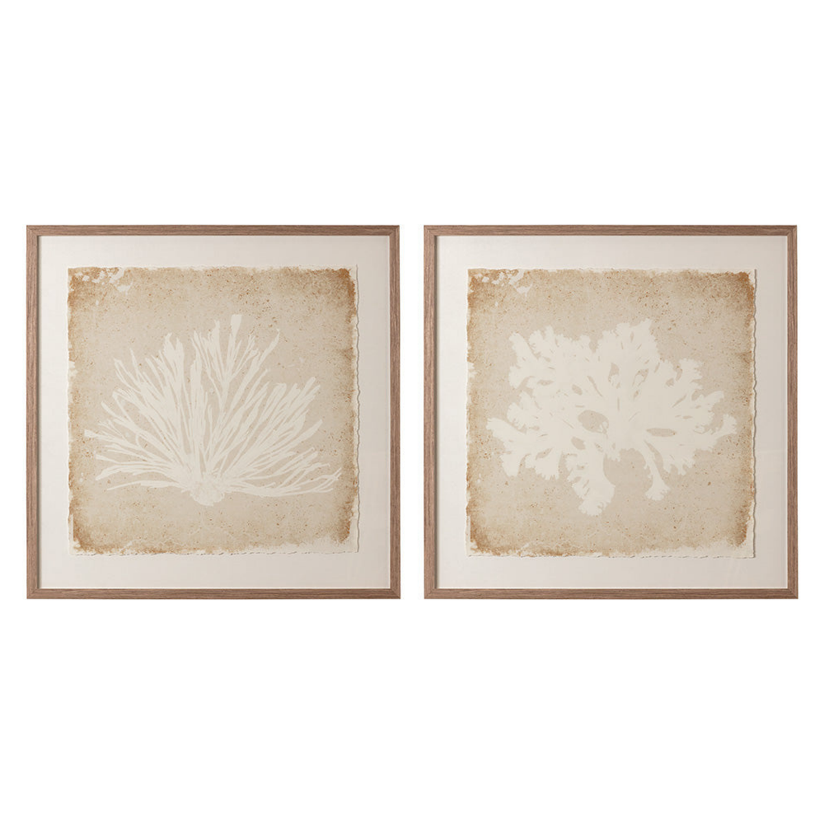 Sandy Flora [40" x 40"]