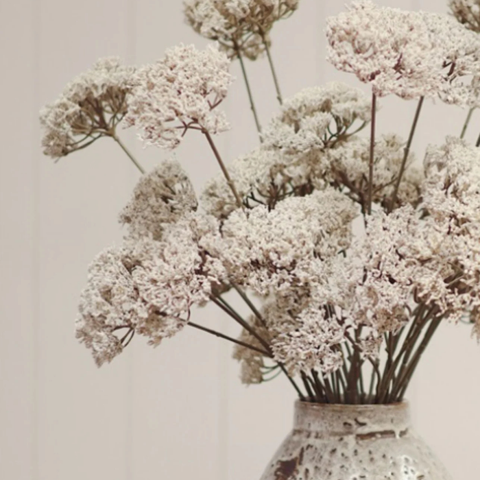 Queen Anne's Lace Spray