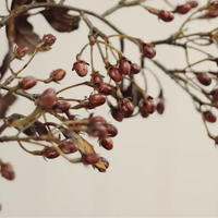Hipericum Spray
