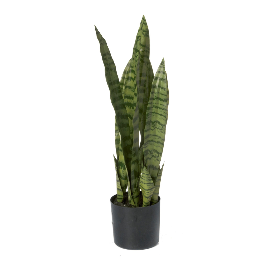 22" Sansevieria (Snake Plant)