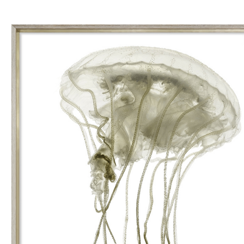 Pacifica Jelly I [27" x 45"]