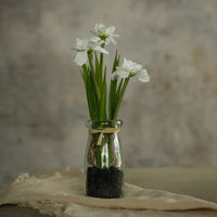 8.25" Potted White Daisy