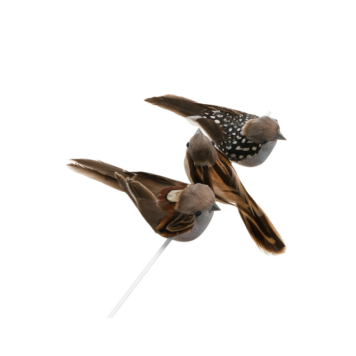 Brown Birds with Clip