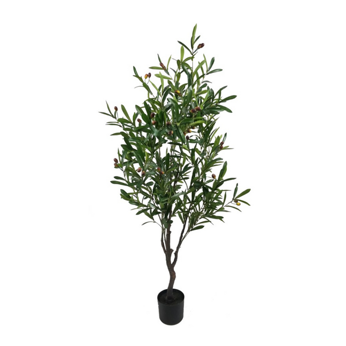 Olive Tree 4'