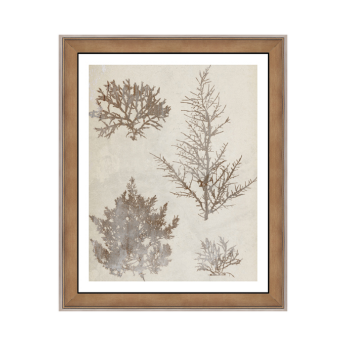 Fan Coral III Framed Art Print [19" x 23"]