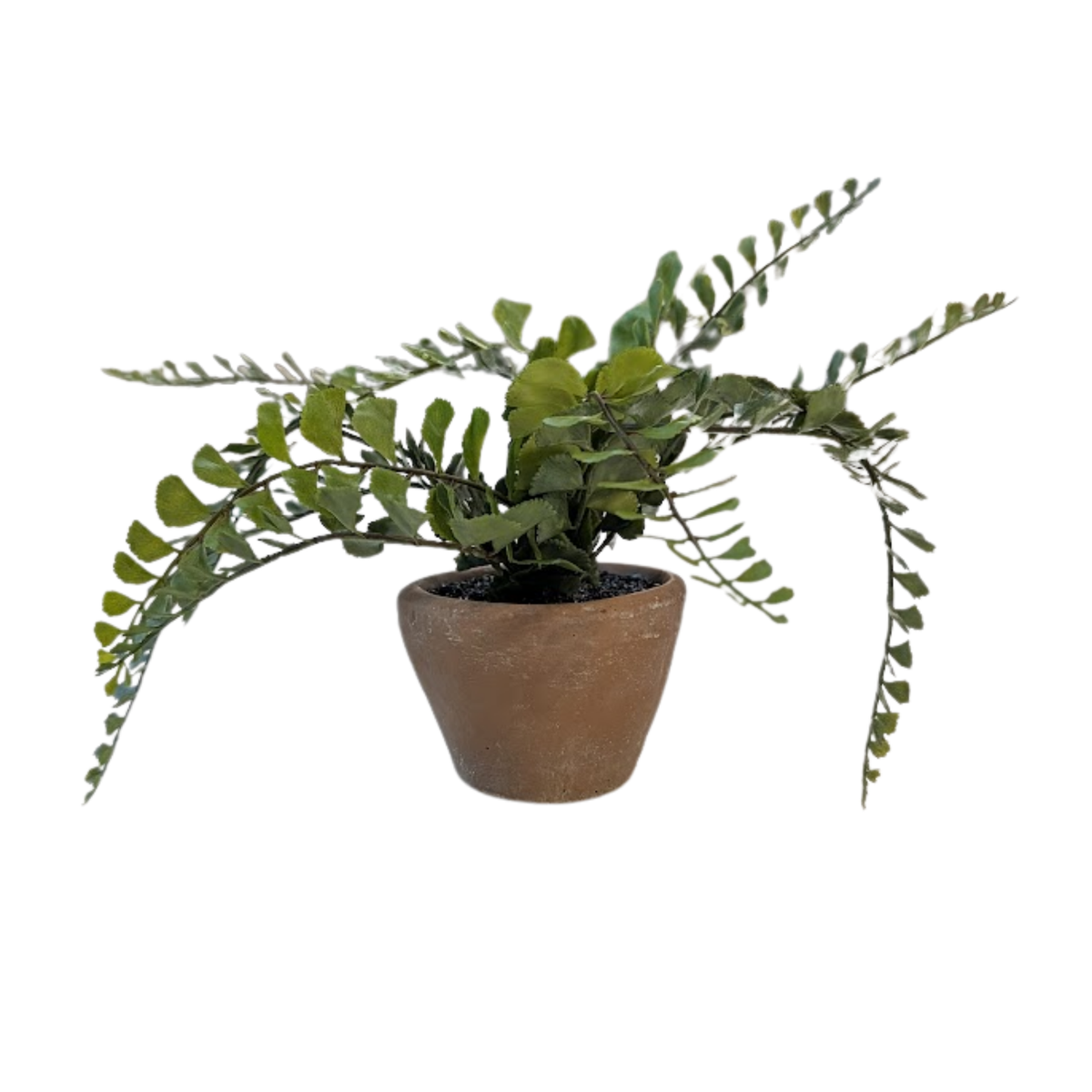 9" Potted Button Fern