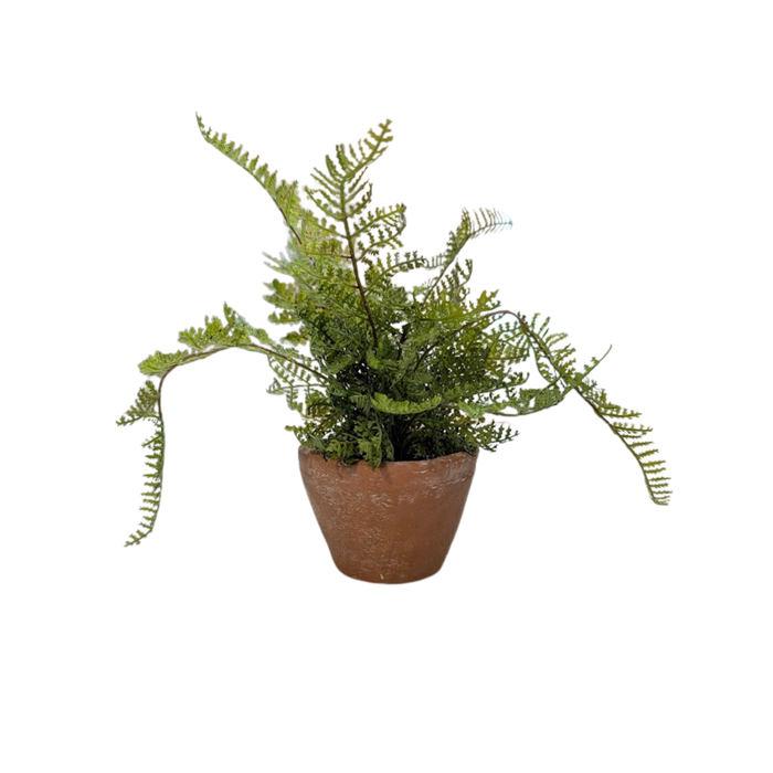 8" Potted Lace Fern