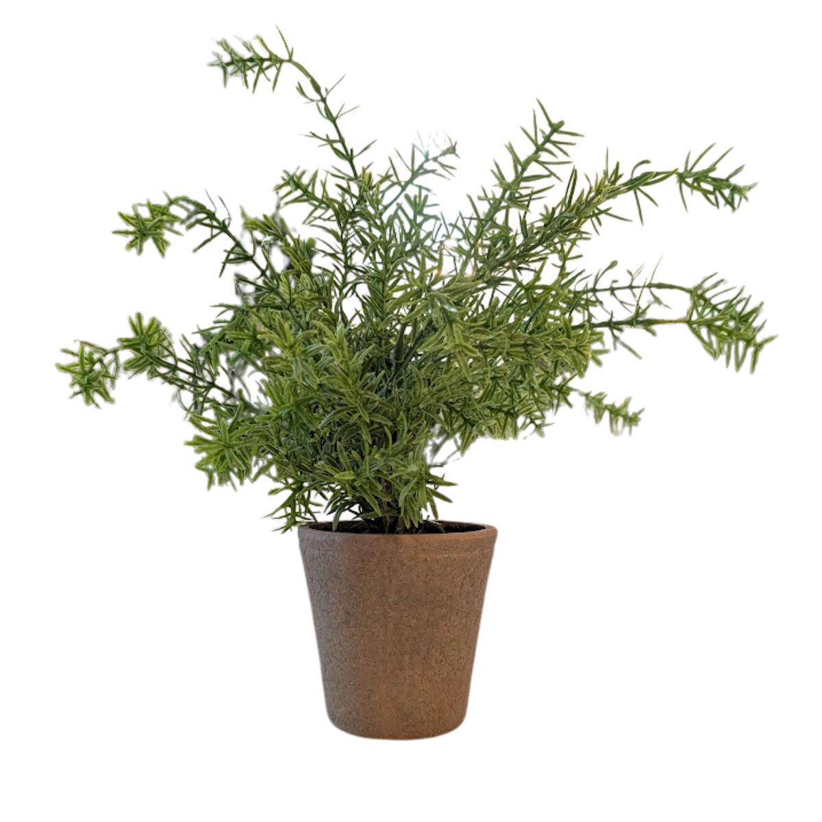 16" Potted Rosemary