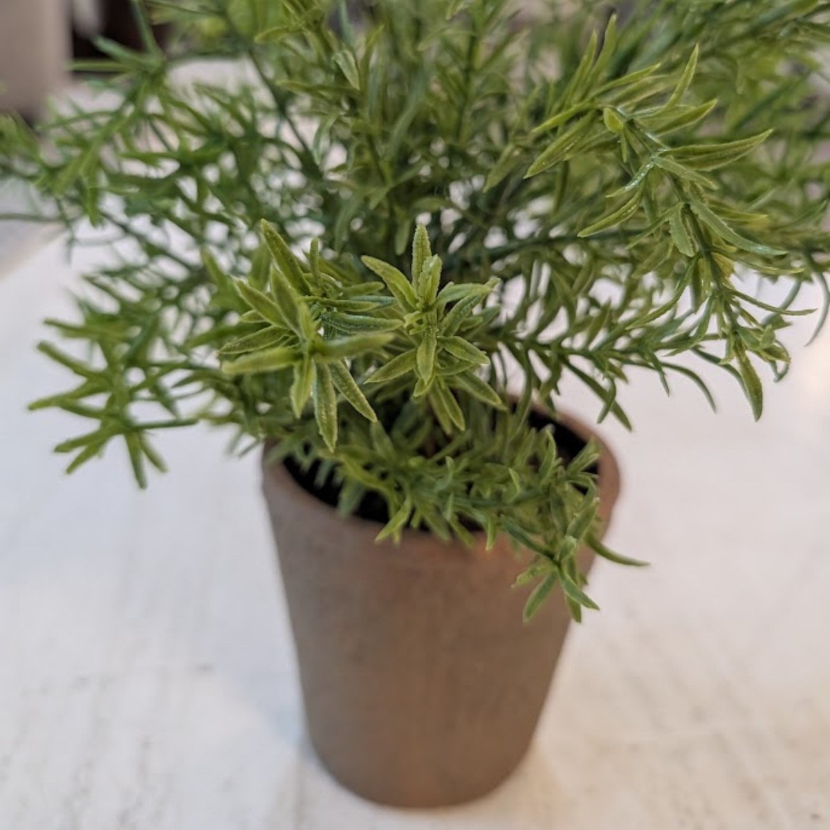 16" Potted Rosemary