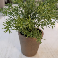 16" Potted Rosemary