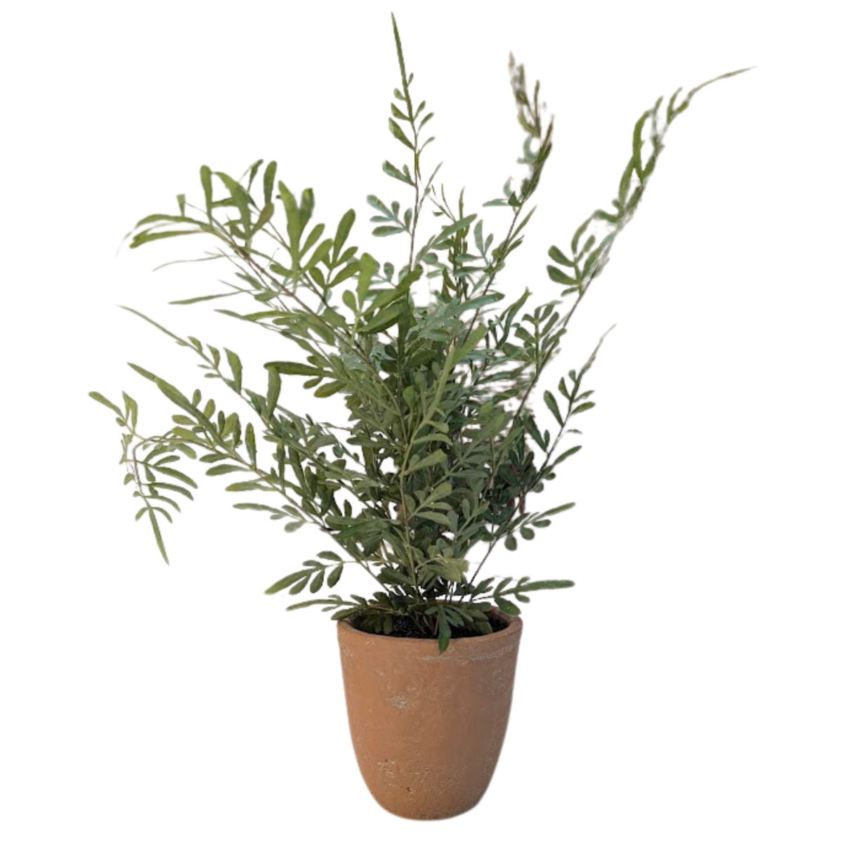 20" Potted Heavenly Bamboo