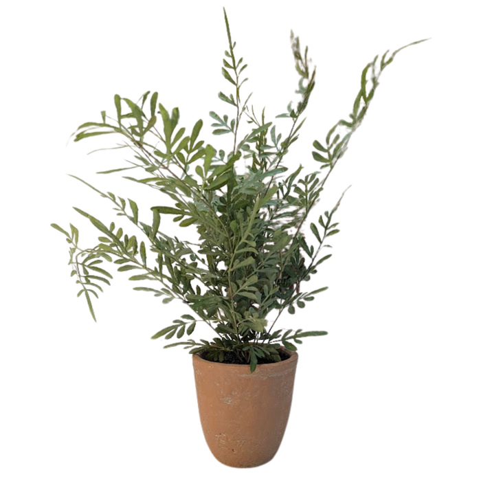 20" Potted Heavenly Bamboo