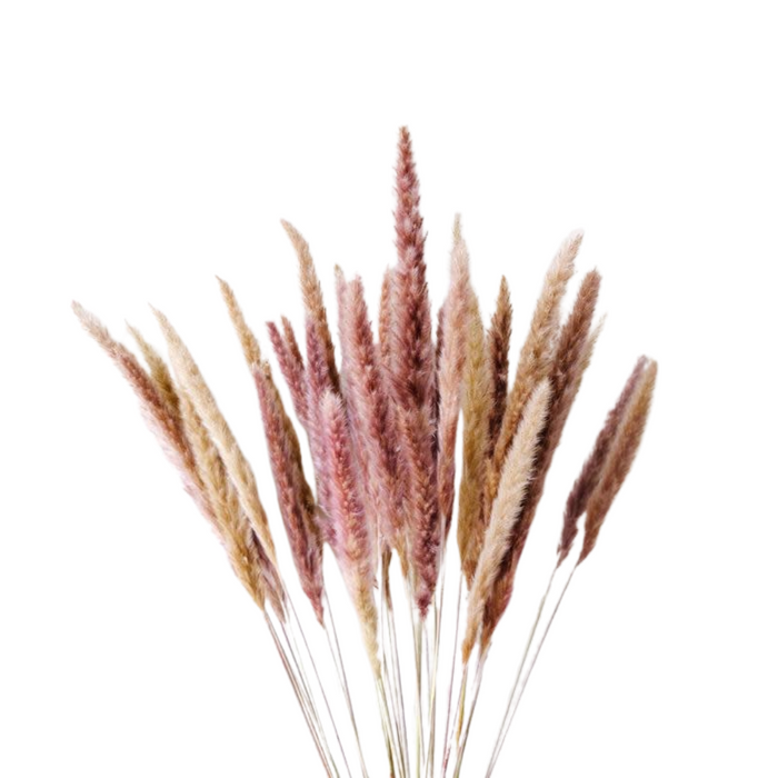 Mini Pampas Grass