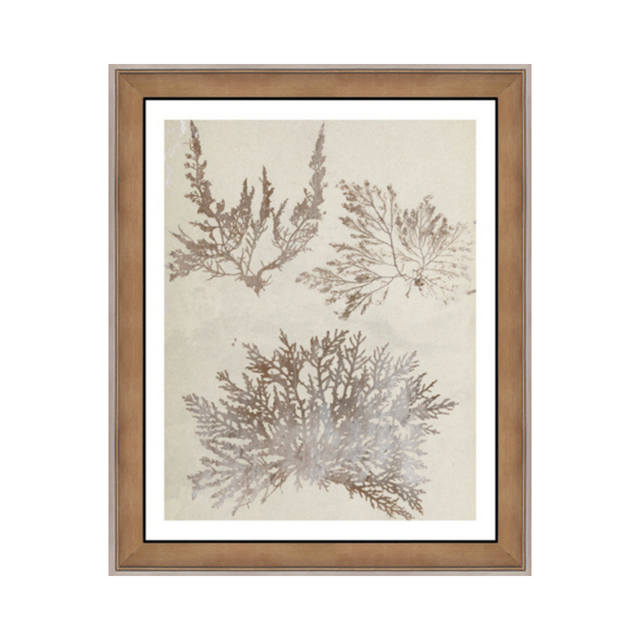 Fan Coral I Framed Art Print [19" x 23"]