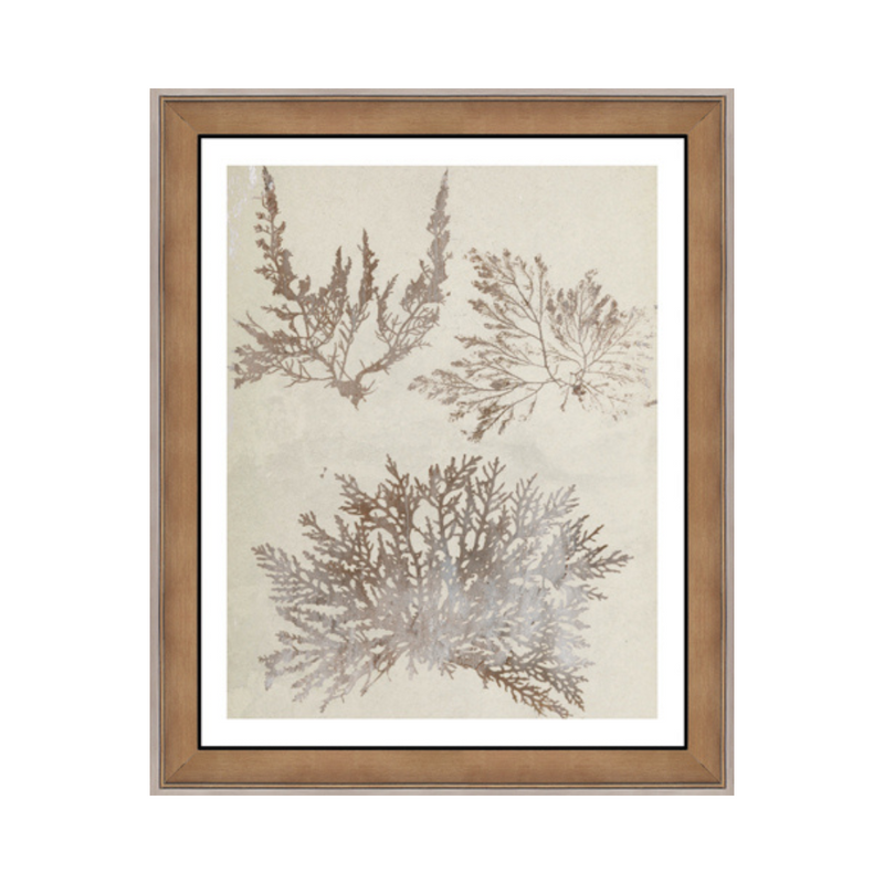 Fan Coral I Framed Art Print [19" x 23"]