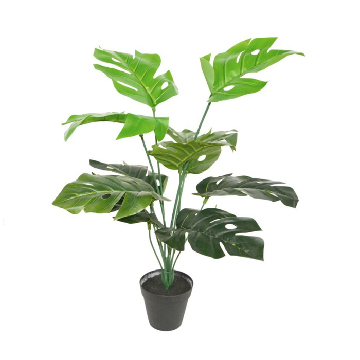 Philodendendron 26" in Pot